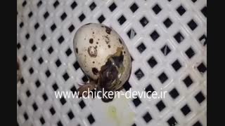 ویدیو جالب از بیرون آمدن بلدرچین از تخم