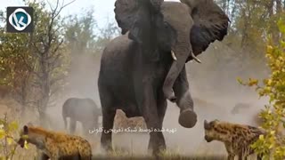 10تا از کشنده ترین و مرگبارترین حیوانات جهان