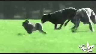 خرگیوش گونه ای پر جنب وجوش در جنوب شرقی گوانتا!