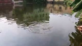 اموزش ماهیگیری کپور