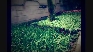 لاله برای مادران لیزر فرکشنال