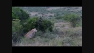 حمله شیر غافلگیرانه به زرافه در حیات وحش افریقا