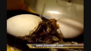 فیملی از جوجه کشی موفق غاز