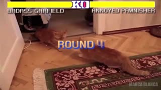 مبارزه گربه ها به سبک بازی های آتاری