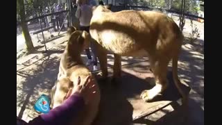 بازی با دم شیر در باغ‌وحش