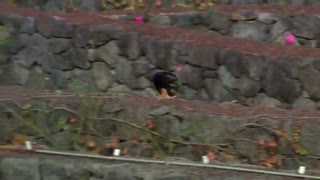 قسمت دوم برنامه "Busted" (جنایتکار تویی) با حضور سهون همراه با زیرنویس فارسی-آنلاین-