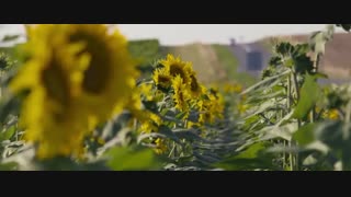 دانلود فیلم Walk With Me 2017 با لینک مستقیم و زیرنویس فارسی