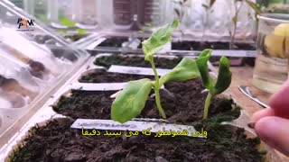 کاشت طالبی (زیرنویس فارسی)
