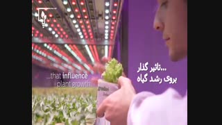 لامپ رشد گیاه