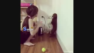 آخر معصومیت دو سگ خانگی