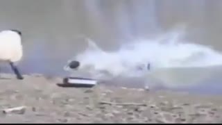 جوک مستند گوسفند و ماهیگیر