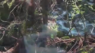 زیباترین فیلم مستند ماهیگیری قزل الا با قلاب