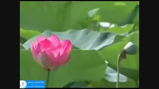 تالاب انزلی، بزرگترین تصفیه کننده آب شیرین در گیلان