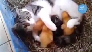 شیر دادن گربه به جوجه ها (خیلی قشنگه حتما ببینید )لینکی که تو توضیحاتم گذاشتم ببینید