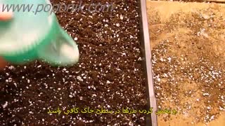 کاشت پیاز از بذر (زیرنویس فارسی)