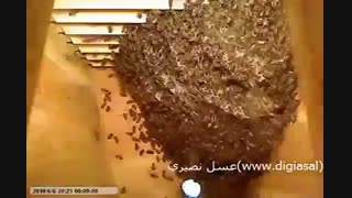 زنبور عسل چگونه موم می سازد؟