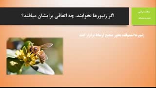 زمان و مکان خواب زنبورهای عسل (خوابیدن زنبورها)