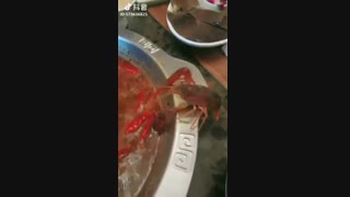 خرچنگی که  از قابلمه در حال جوش فرار کرد