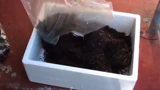 پرورش قارچ در منزل-فروشگاه بذر قارچ اروم کشاورز