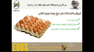 تخم نطفه دار سالم مرغ ، بهترین گزینه برای درآمد بیشتر