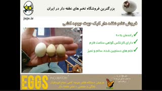 فروشگاه تخصصی تخم نطفه دار کبک و انواع دیگر