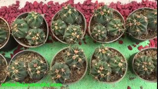 کاکتوس و ساکولنت