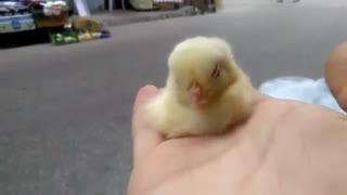 جوجه ی تنبلی که میل نداره از خواب پاشه (کلیپ رحمان)