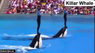 نمایش و بازی با نهنگ ها