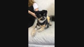 بِبانگ سگ هایونگ