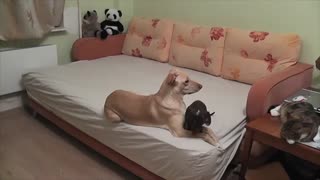 سگ ها بدون ما چه می کنند؟