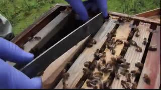 آموزش حرفه ای زنبور داری 02128423118-09130919448 - wWw.118File.Com