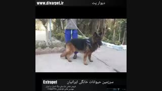 شرکت سرزمین حیوانات خانگی