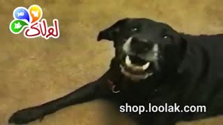 مصاحبه با حیوانات | پت شاپ اینترنتی لولاک | shop.loolak.com