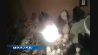 فیلم از جوجه کشی موفق با دستگاه 96 تایی
