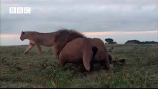 حمله ناکام کفتار به گله شیرها