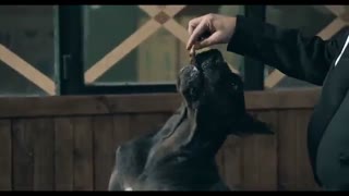 دانلود فیلم هزارپا