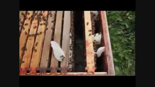 آموزش حرفه ای زنبور داری 02128423118- 09130919448 - wWw.118File.Com