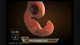فیلم جالب تشکیل جنین مرغ بدون سانسور با دستگاه جوجه کشی