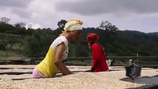 قهوه تانزانیا | بهترین قهوه جهان