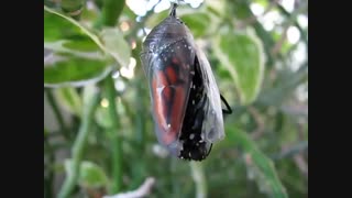 بیرون امدن پروانه از پیله