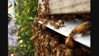 اعجاز «بره موم» در درمان سرطان