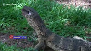 خوردن لاک پشت توسط مارمولک عظیم الجثه
