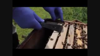 آموزش پرورش زنبور عسل