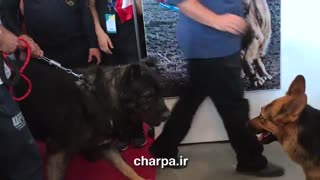 برترین سگ های ایران در نمایشگاه بین المللی اسب و سگ و پت ایران charpa.ir