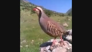 صدای کبک صیاد