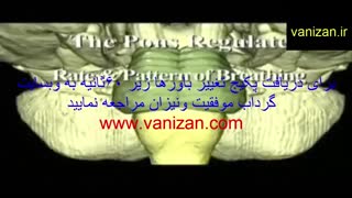 مغز و شناخت ان