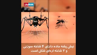 پشه چگونه باعث انتقال بیماری به انسان میشود؟