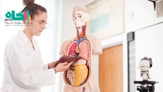 کبد چرب و علایم و علل ابتلا به آن