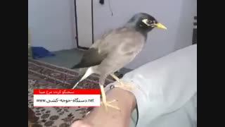 آموزش سخنگو کردن مرغ مینا