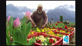 جشنواره گلهای لالههای کشمیر